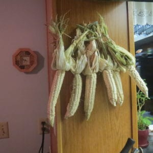“Miincipi,” the corn grown by Myaamia people